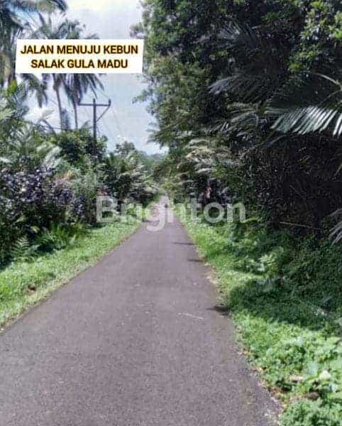 Tanah Kebun Salak Di Tabanan