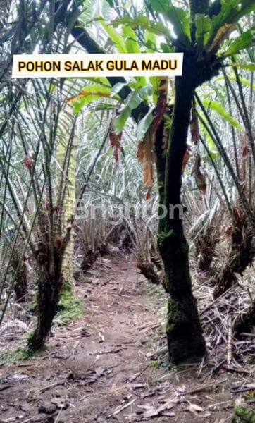 Tanah Kebun Salak Di Tabanan