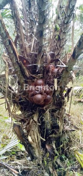 Tanah Kebun Salak Di Tabanan