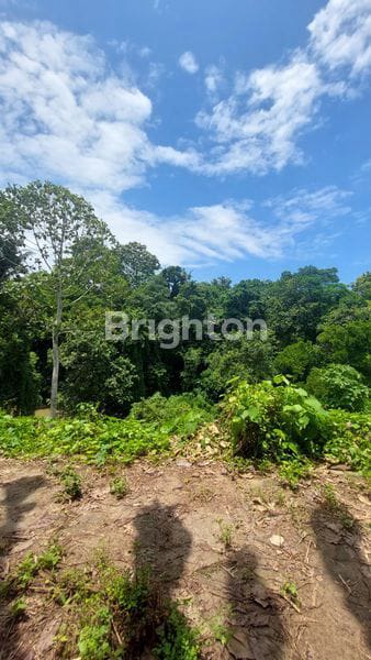 Tanah 34,15 Are Dekat Nuanu Di Desa Pandak Gede Kediri Tabanan