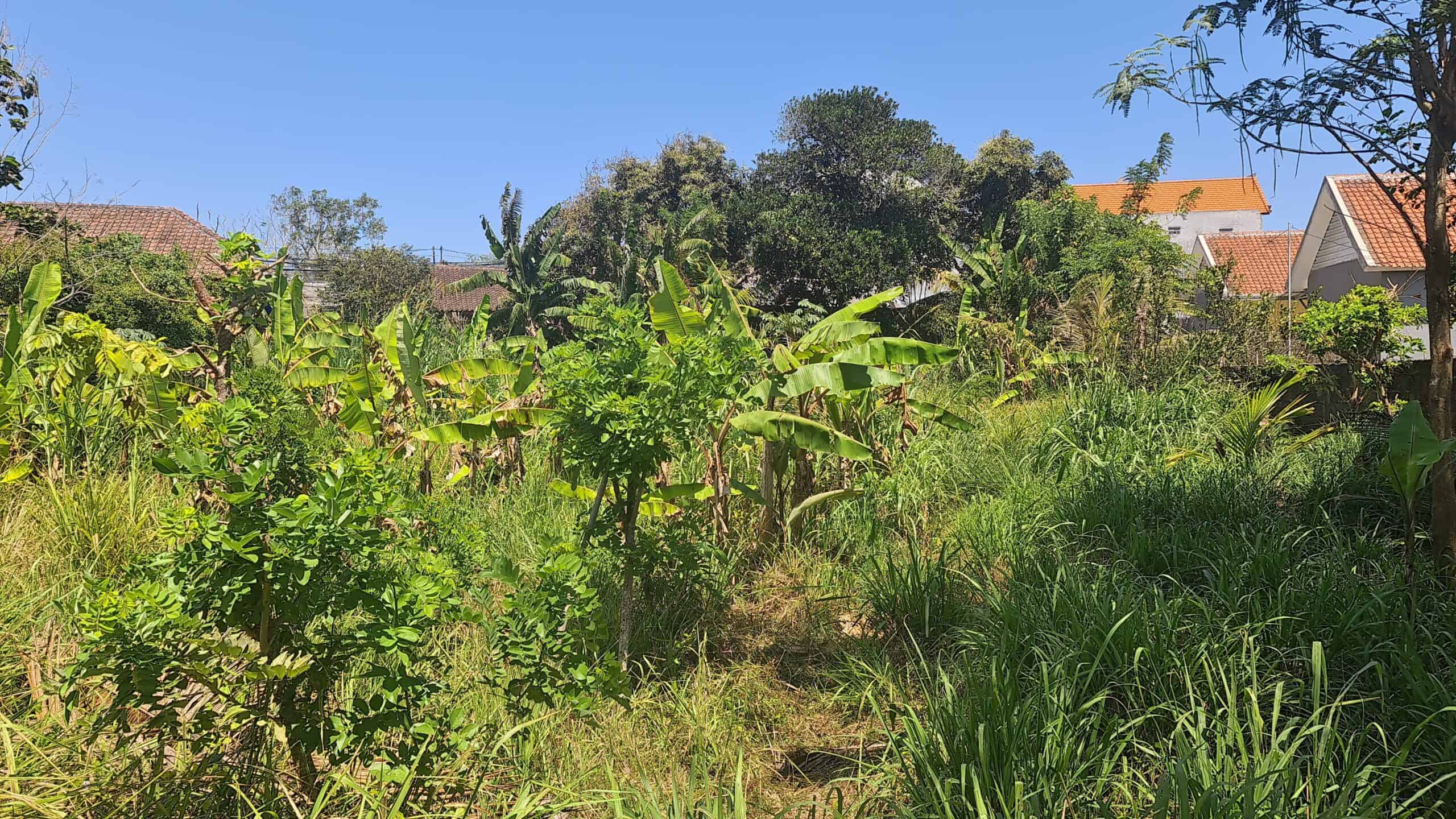 Tanah 30 Are Lolasi Super Strategis Di Jalan Uluwatu Pecatu Bali