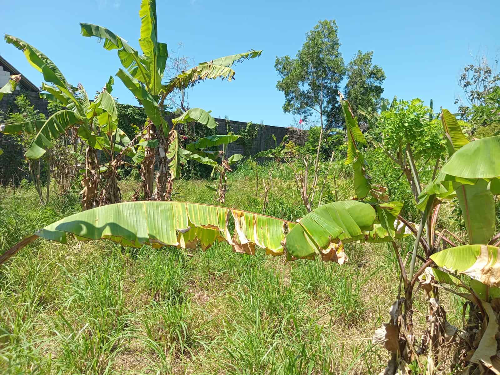 Tanah 30 Are Lolasi Super Strategis Di Jalan Uluwatu Pecatu Bali