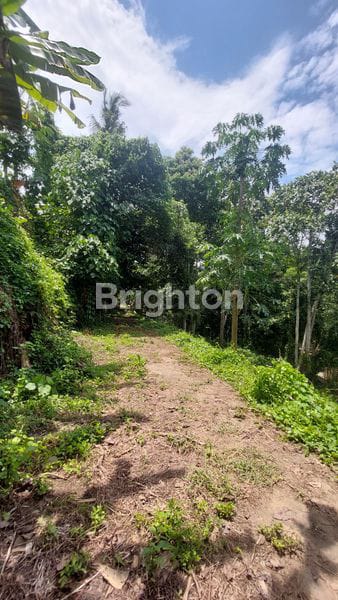 Tanah 34,15 Are Dekat Nuanu Di Desa Pandak Gede Kediri Tabanan