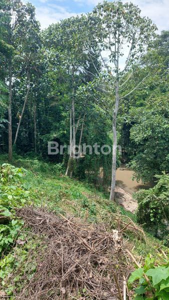 Tanah 34,15 Are Dekat Nuanu Di Desa Pandak Gede Kediri Tabanan